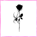 Black Rose & Spider
